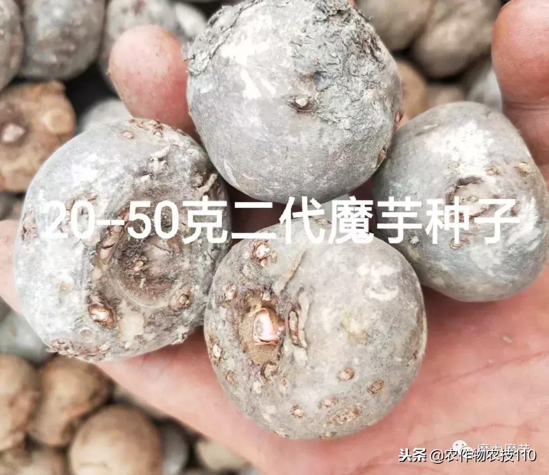 四川魔芋种植基地新技术,魔芋种植用什么肥料最好