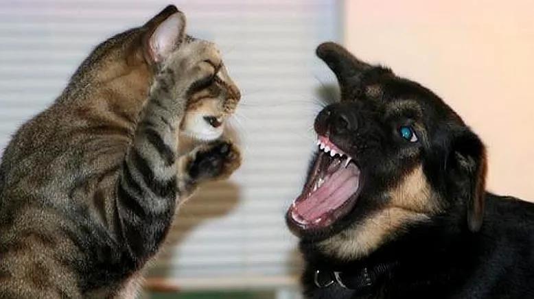 猫咪对金毛狗狗情有独钟,主人干脆买一只回来,这是什么神仙剧情