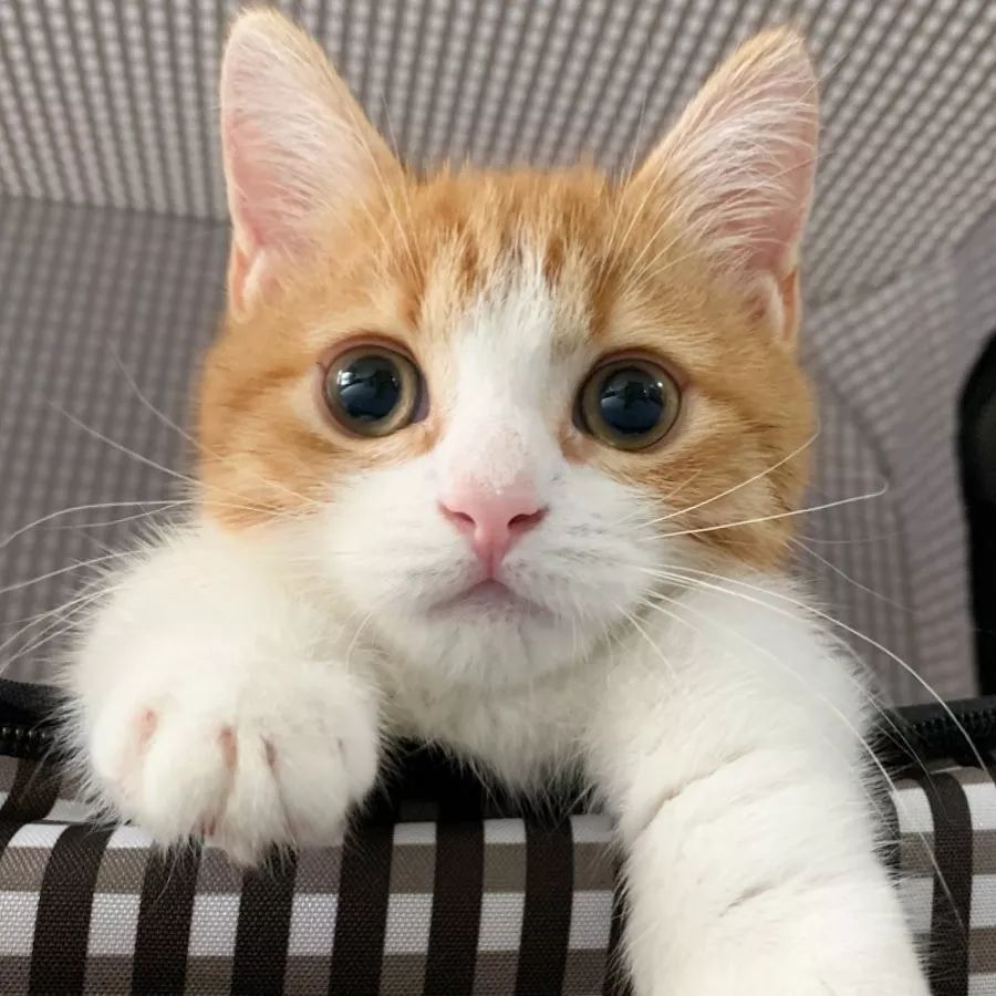 小奶猫成精睡姿萌化,一只成精的猫咪这睡姿太可怕了