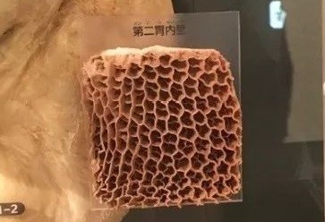 有四个胃哪个才是真正的胃,拥有四个胃其中哪个胃是真正的胃