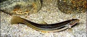 野生泥鳅品种图片大全大图,最大的泥鳅图片大全