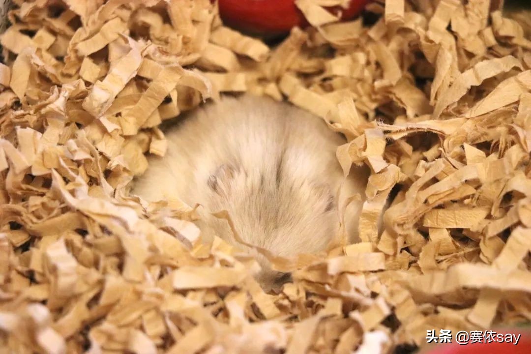日本推主养了只小仓鼠，又团又圆的样子简直萌炸了！可爱到治愈！