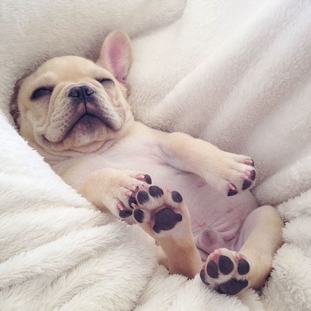 法国斗牛犬体味很重怎么办,斗牛犬体臭怎么解决