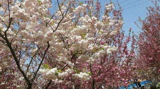 聊城姜堤乐园攻略,聊城姜堤乐园的全景