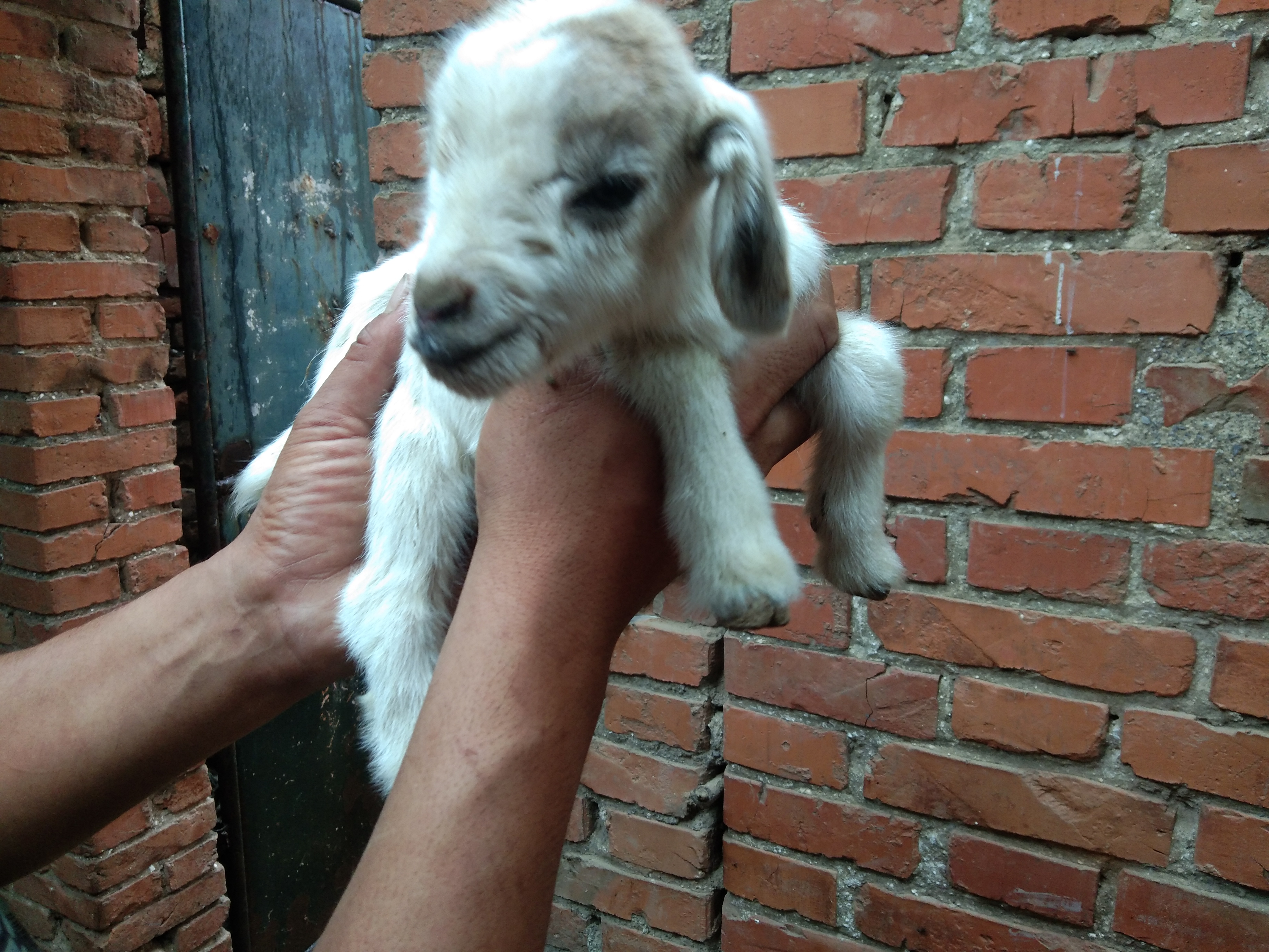 玉米怎么喂羊才合理,玉米喂羊配方视频