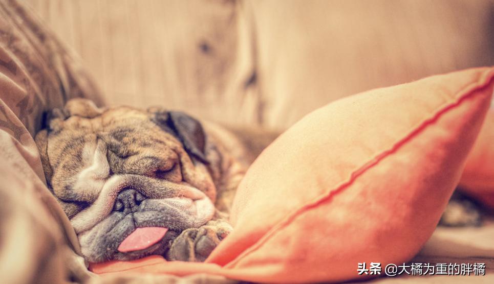 你想养狗吗教你8个养狗的理由,如果你想养宠物猫怎么办