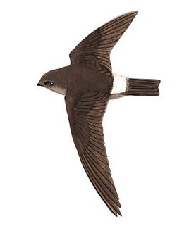 印尼燕窝和马来燕窝哪个更好,印尼燕窝好还是泰国好