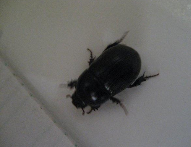 从老家带回来的小笨鸡,想念老家的柴火鸡