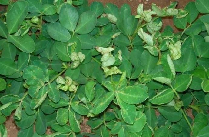 花生卷叶是什么原因及解决办法,花生嫩叶卷叶的治疗方法