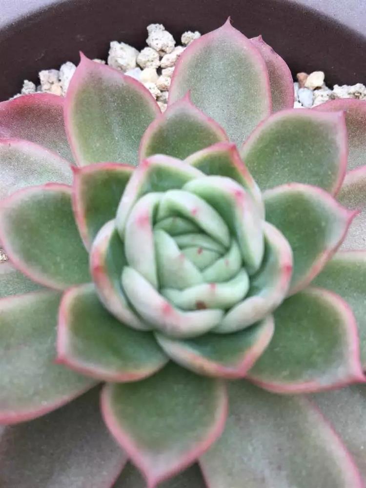 多肉长出侧芽怎么处理图解,多肉长侧芽怎么处理