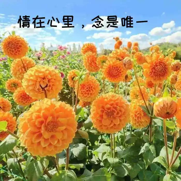 执笔落墨墨香留痕,执笔落墨声声泪