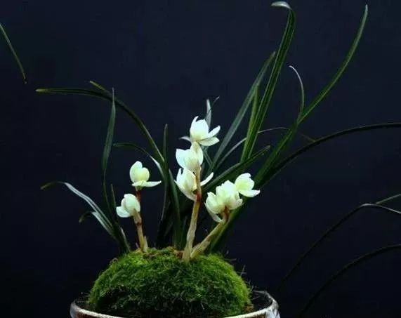 世界十大漂亮名贵花卉,植物研究世界名贵花卉