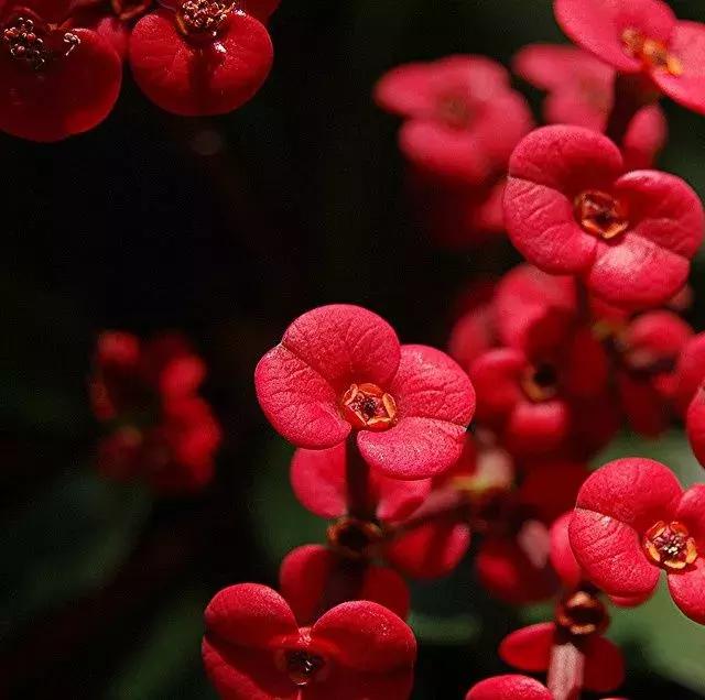 夜深花睡去全诗,夜深花睡去最是念故人