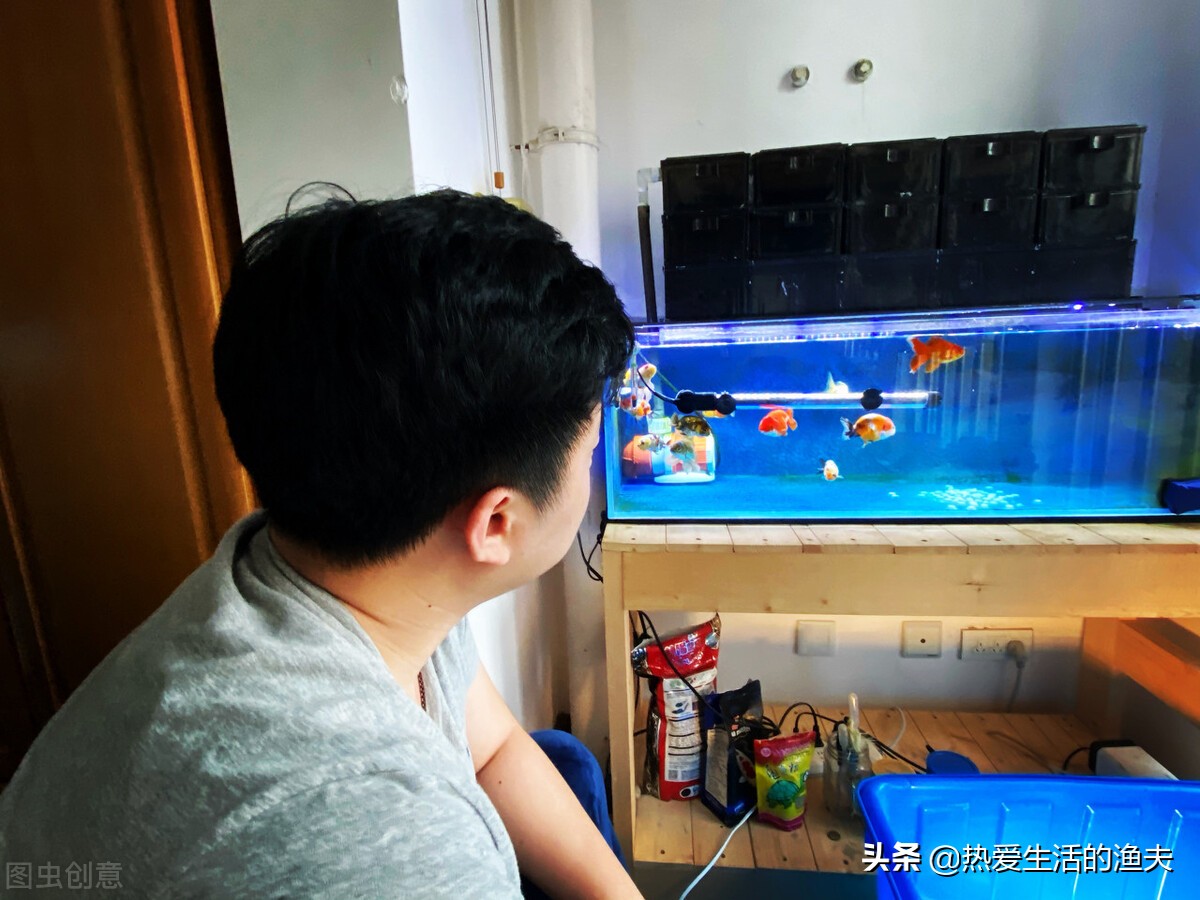 金鱼生长速度最快多少,金鱼生长速度怎么算