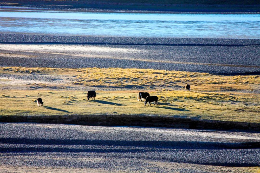 可可西里巡山队与盗猎者,独闯可可西里无人区