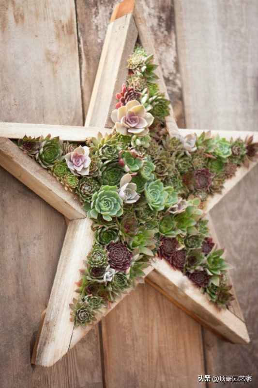 多肉植物盆栽的种植方法,多肉植物花园打造