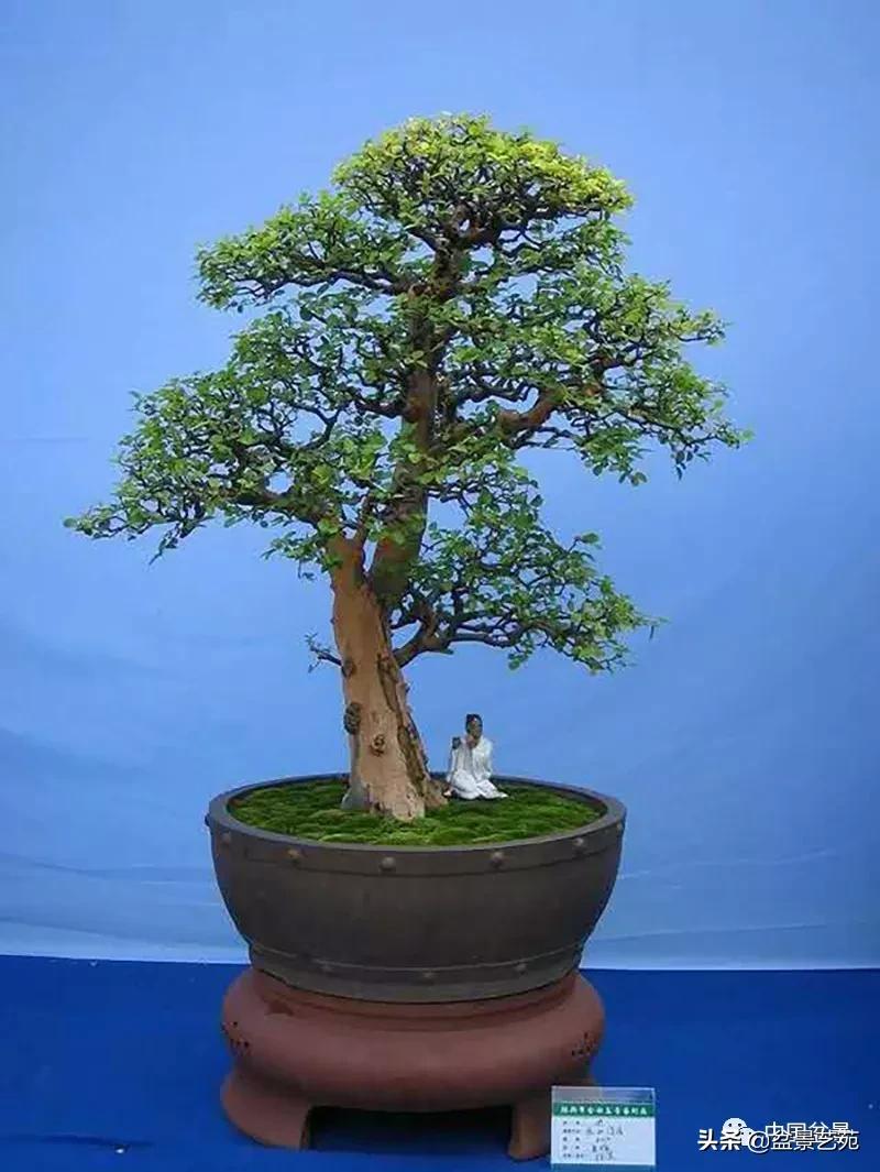 雀梅盆景艺术鉴赏图片,红芽雀梅盆景冬天怎么养护