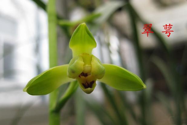 蕙兰新品图片欣赏大全,蕙兰新八种叶片欣赏