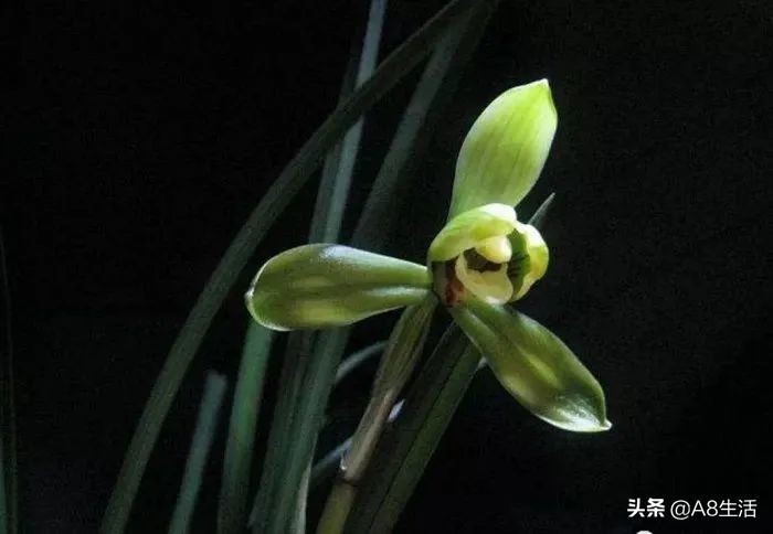 汪字兰花历史,汪姓文化传承