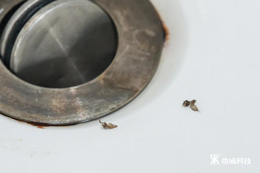 卫生间小虫子蛾蠓怎么来的,卫生间有小虫蛾蚋怎么治