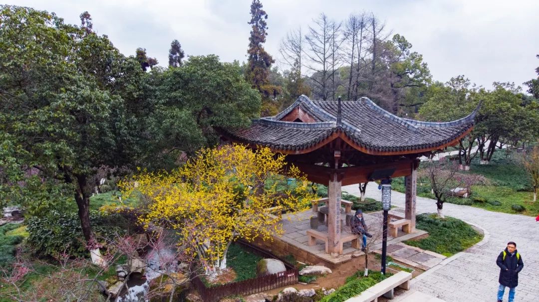 江南三大梅园,杭州江南三大梅花