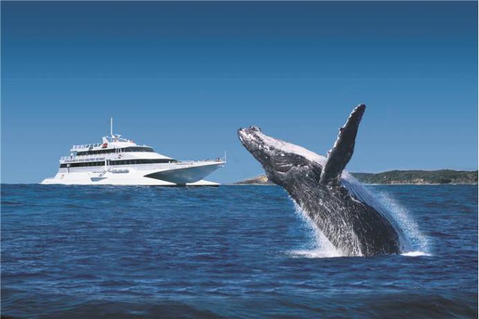 澳洲7月观鲸,悉尼观鲸攻略