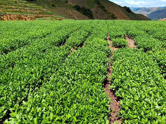 中国茶乡安溪铁观音发源地,安溪铁观音茶乡视频