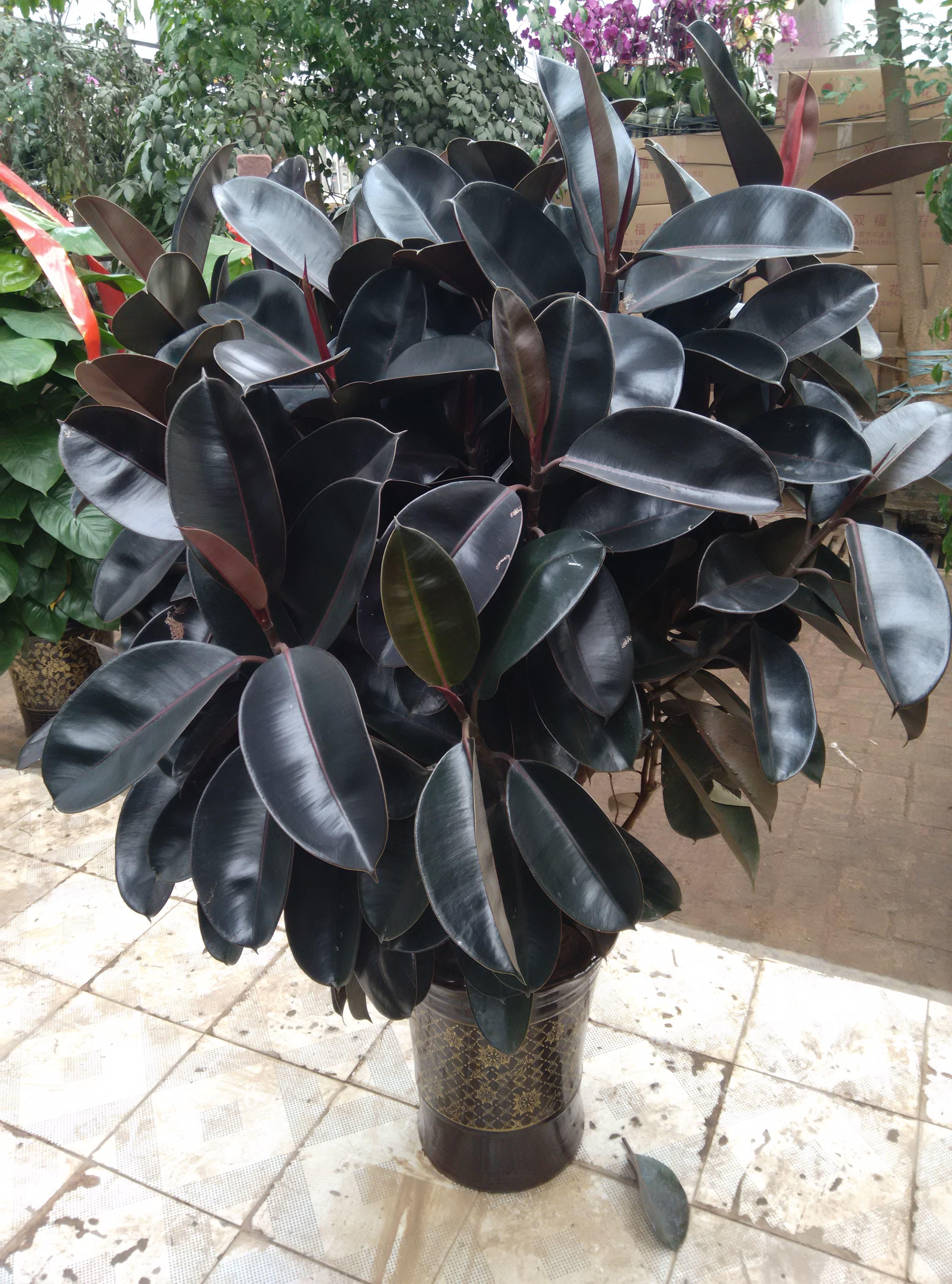 养护橡皮树注意“5点”，叶绿锃亮花开不断，不愧绿色“吸尘器