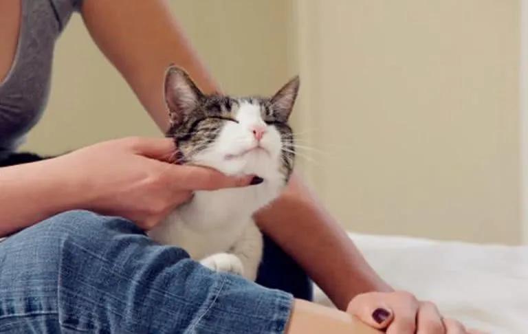 有哪些品种的猫咪性格特别黏人,各种猫咪性格特点