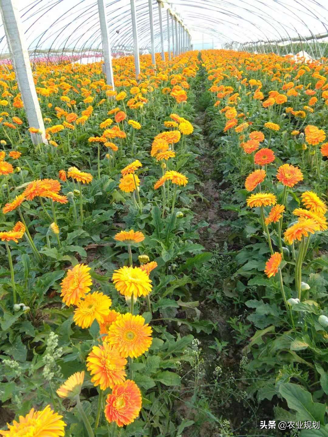 成都睡莲鲜切花基地,温州地区鲜切花基地