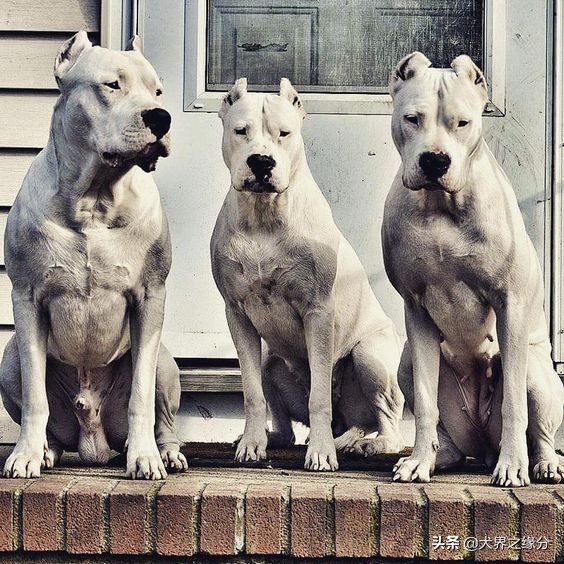 世界上5种最大的獒犬,比藏獒还厉害的10种犬