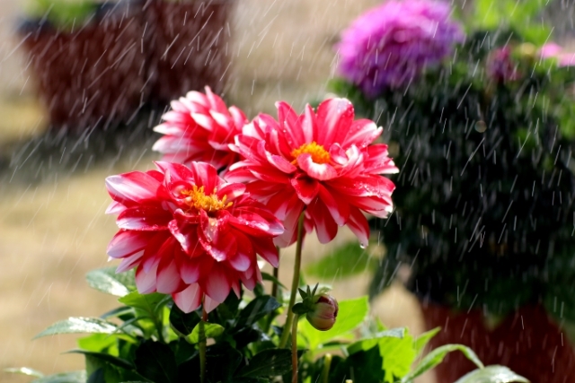 美丽的大连风景区,美丽的大连金州湾