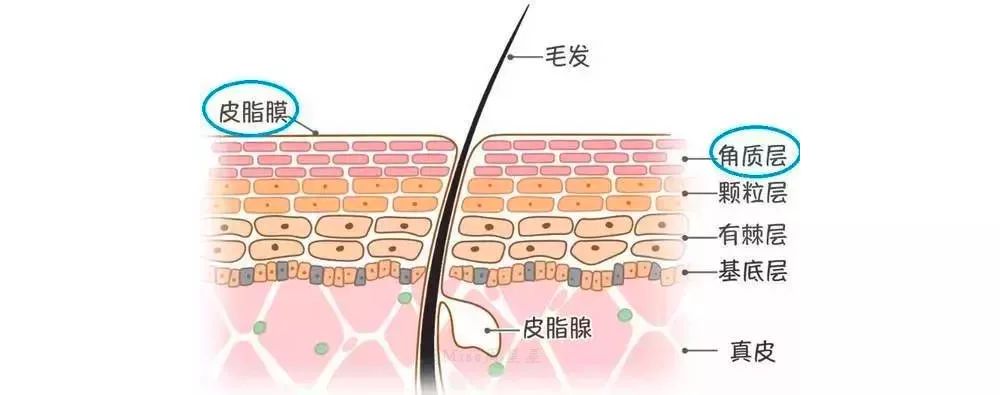 脸颊毛孔变粗有办法解救吗,脸颊器质性毛孔粗大