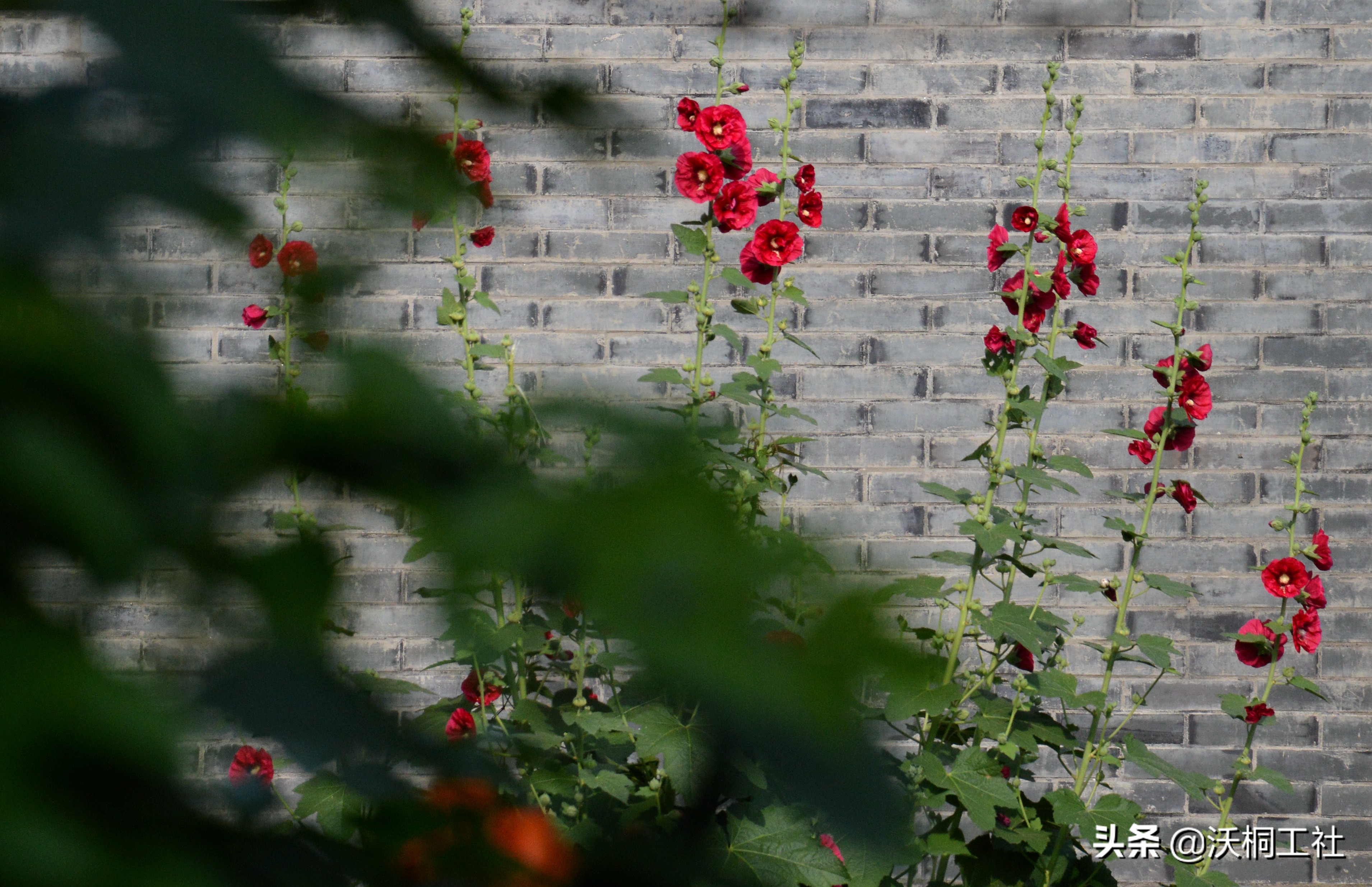 二十四节气花与诗感悟,二十四节气里的梅花诗句