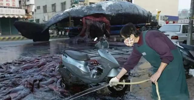 海域发现最大的鲸鱼,现在发现海上最大鲸鱼有多大