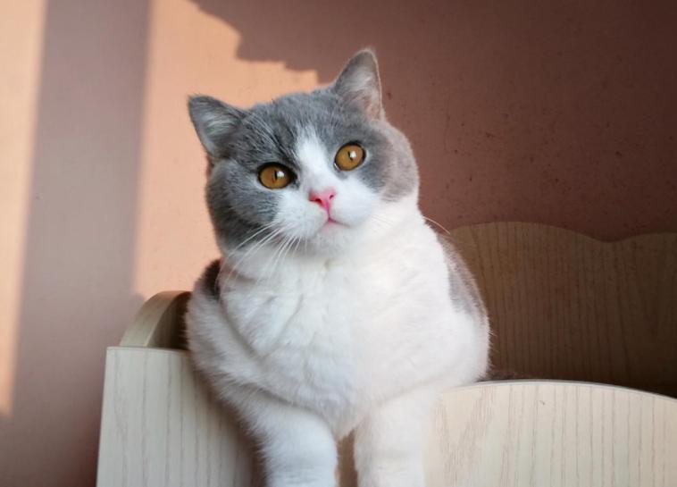 英短蓝猫如何看品种纯不纯,英短虎斑猫怎么看纯不纯