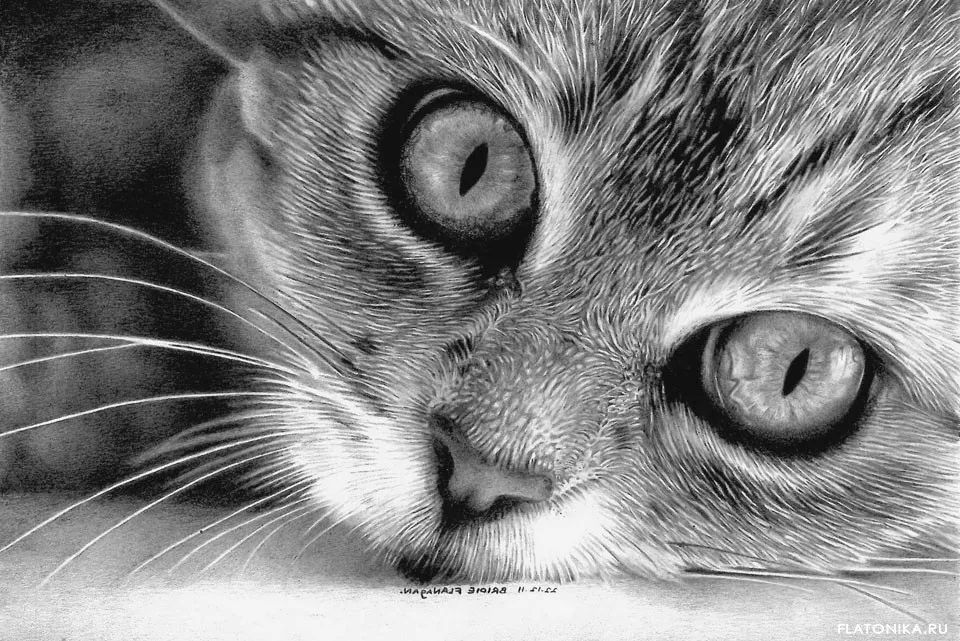 素描动物最全的收集,精微素描动物临摹高清大图