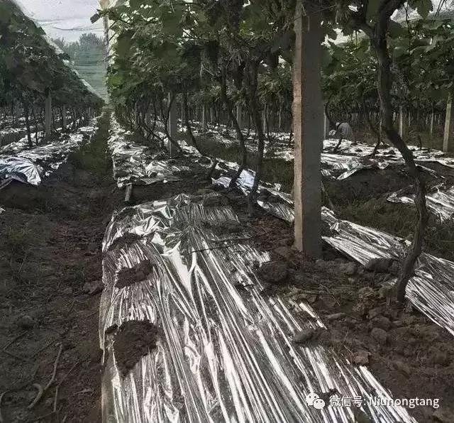 果园鸟害最佳防治方法,鸟害措施