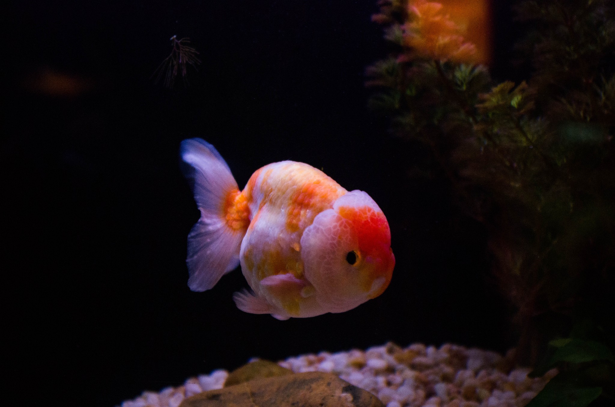 香港海洋公园现在盈利吗,香港海洋公园现在情况