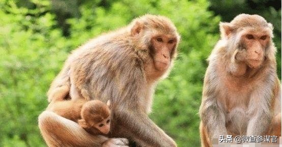 6种带毒野生动物,因为吃野生动物而染上的病菌