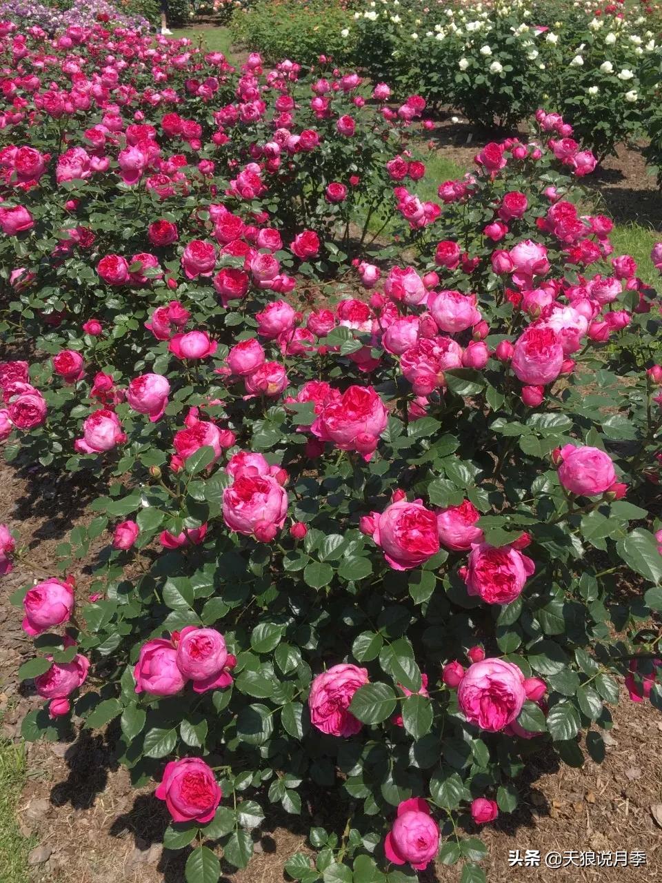 唤作「蔻丹」的月季，应该有怎样的风情？