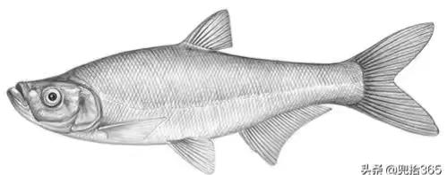 公认最好吃的10种淡水鱼,公认好吃淡水鱼有哪些种类