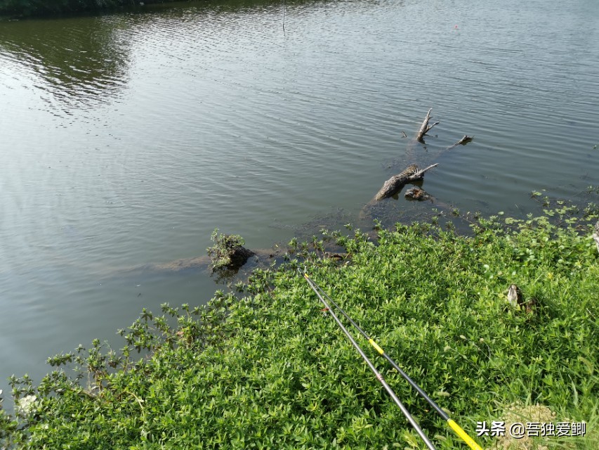 为什么大板鲫吃口很轻,大板鲫一般多少度吃口