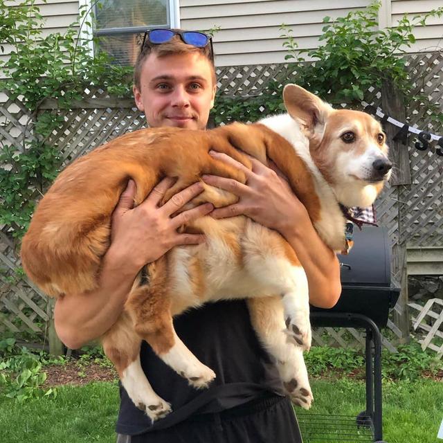 柯基犬的10个优点不养你会后悔,盘点柯基犬的缺点养之前得先知道