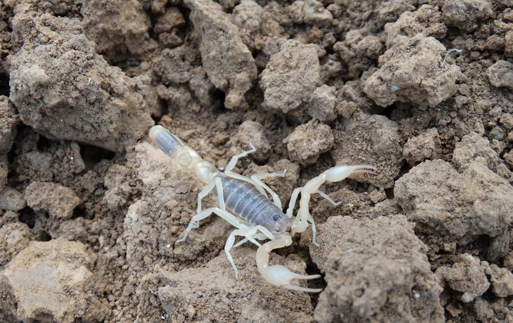 养蝎子应该给蝎子喂什么,农村养蝎子蝎子吃什么