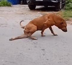 好好的猫咪突然瘸了是怎么回事,好好的猫突然掉了