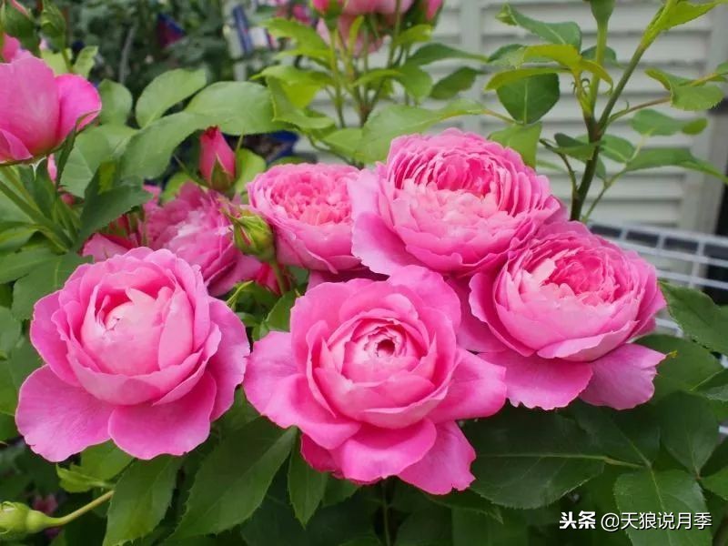 最好看的多种月季,浪漫迷人的月季