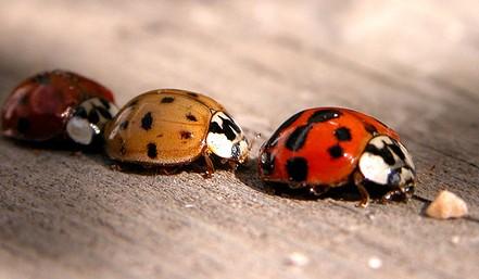 大众甲壳虫改七星瓢虫,甲壳虫设计理念