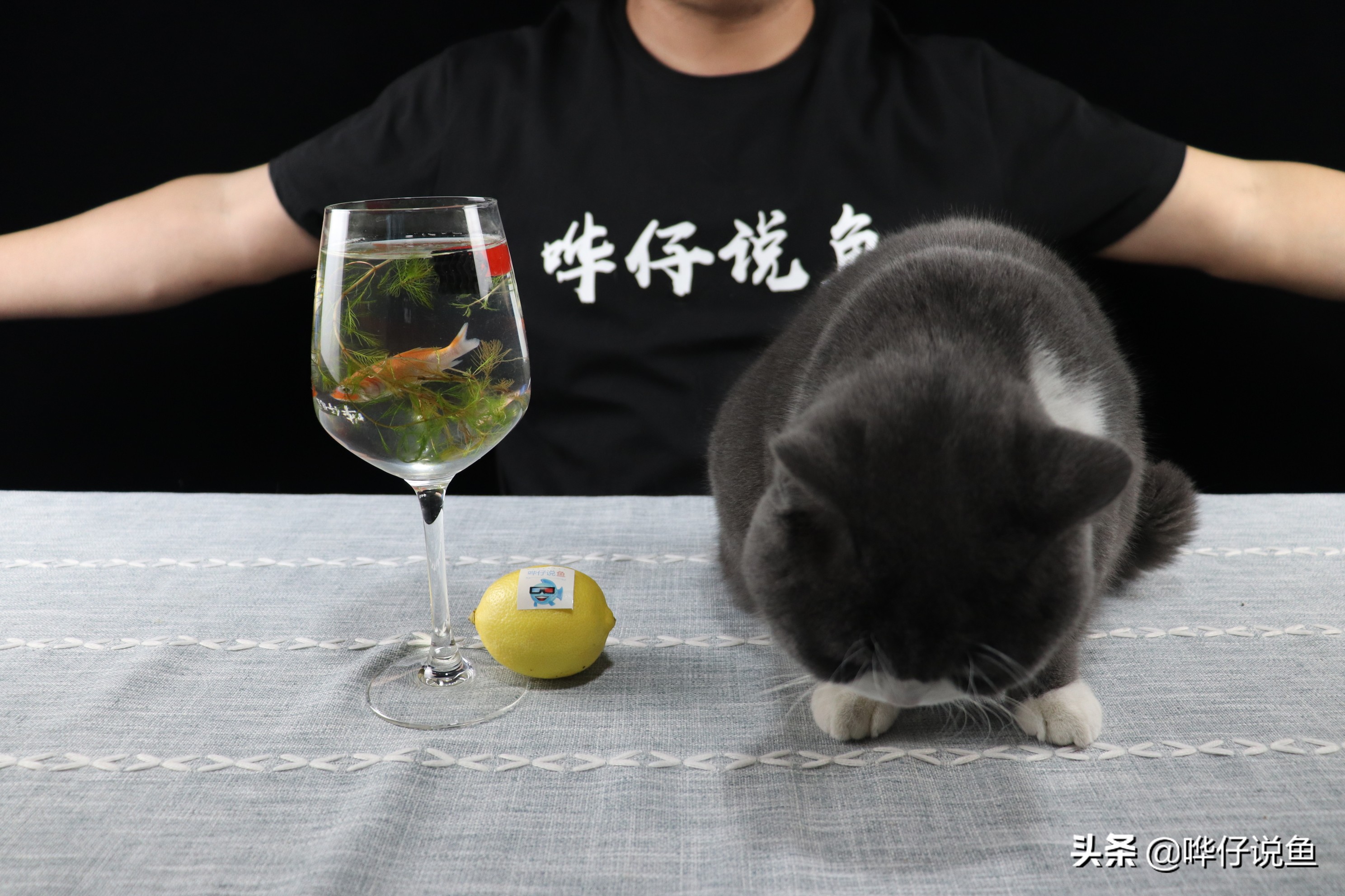 新鱼缸培养硝化细菌能养活鱼吗,鱼缸里没有鱼硝化细菌也能生长吗