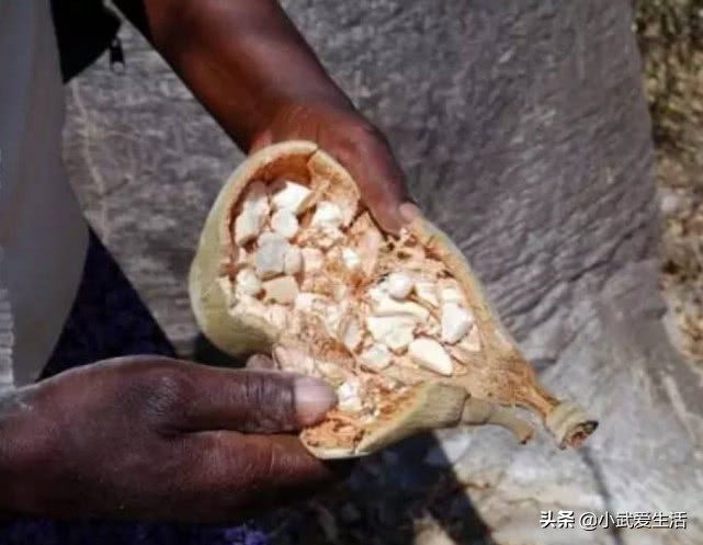 它是植物界的老寿星之一，人称之为“圣树”，结的果实广受欢迎